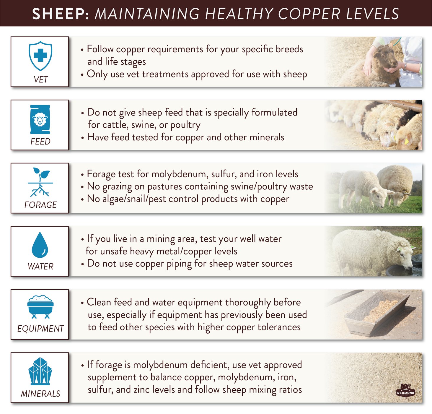 Copper Poisoning In Sheep